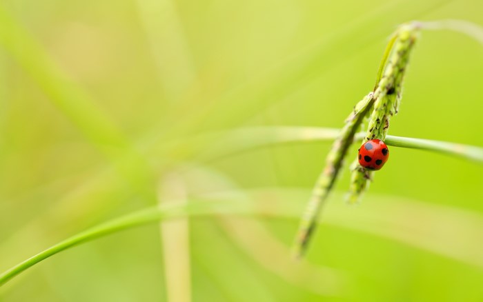 Ladybug on a blade of grass