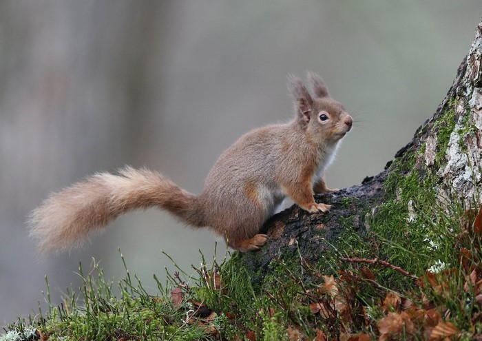 Red squirrel on a mossy tree trunk
