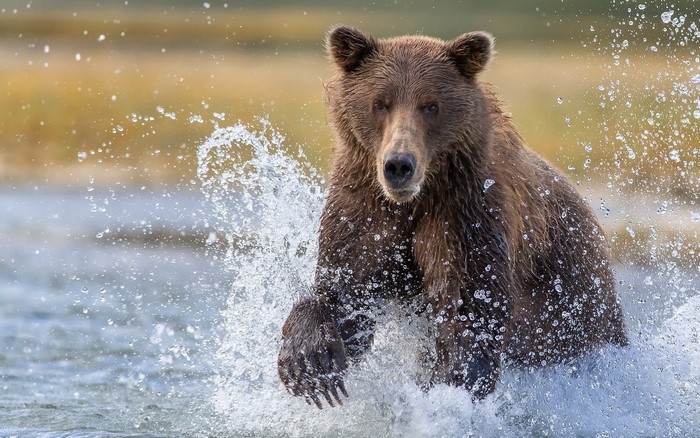 Brown bear splashing in water at Katmai National Park