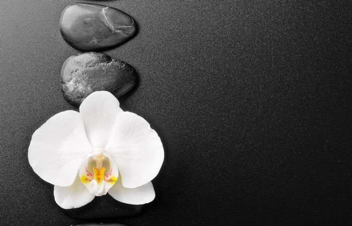 White orchid and black stones on a dark surface