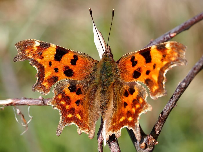4K Butterfly Closeup