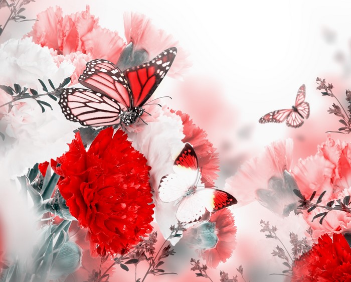 4K Butterflies and Carnations