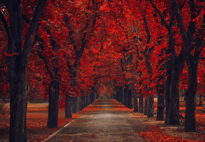 Autumn Avenue with Red Trees
