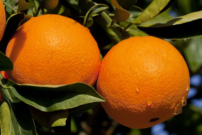 Two oranges on a tree branch