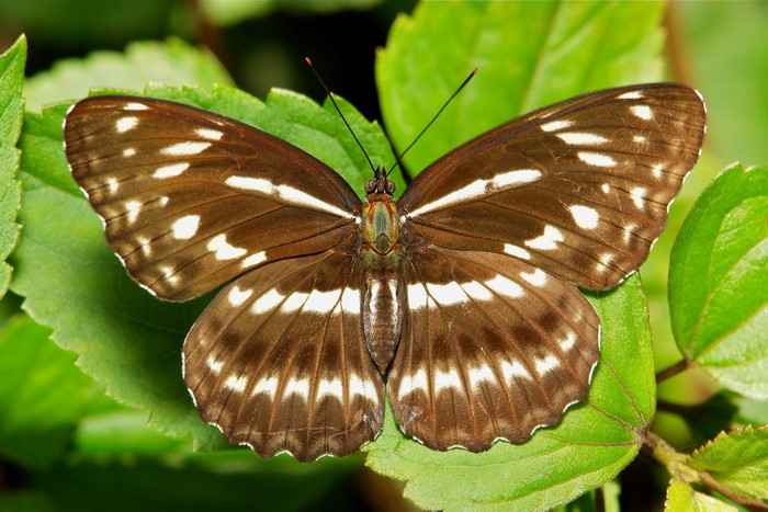 Brown butterfly with white markings on green leaves
