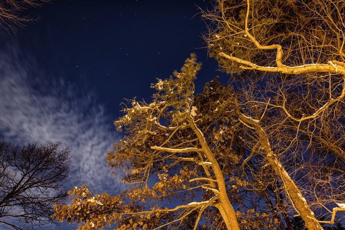Winter night sky with trees and clouds