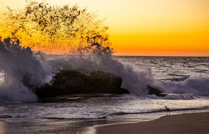 Wave crashing on rocks at sunset with a bird