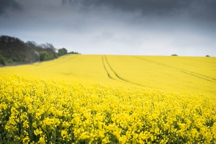 Field of yellow rapeseed flowers under a cloudy sky