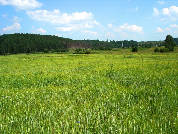 Green field with forest and blue sky