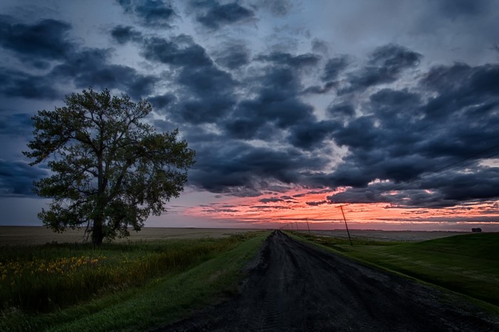 Dirt road through fields at sunset with a lone tree