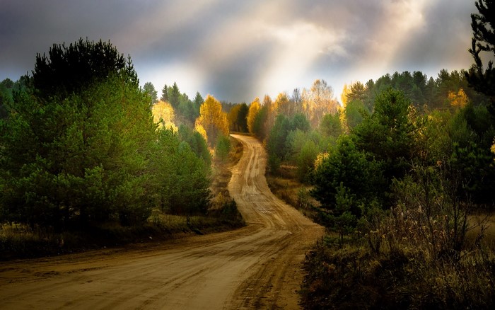 Dirt road through a forest with sun rays