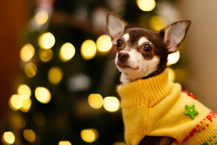 Chihuahua dog wearing a yellow sweater near a Christmas tree