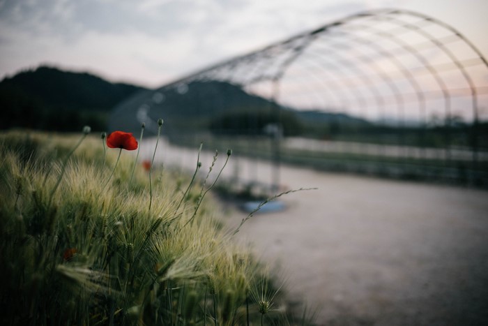 Red poppy in a field of grass with a greenhouse structure