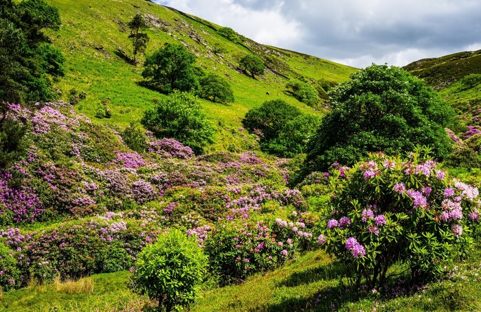 Rolling green hills covered in pink rhododendrons and trees