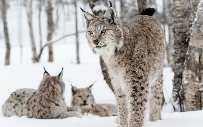 Lynx in a snowy forest during winter