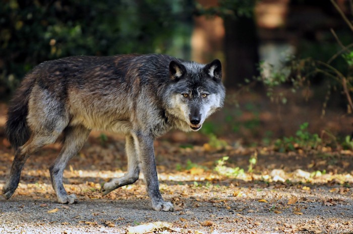 4K Wolves in Forest