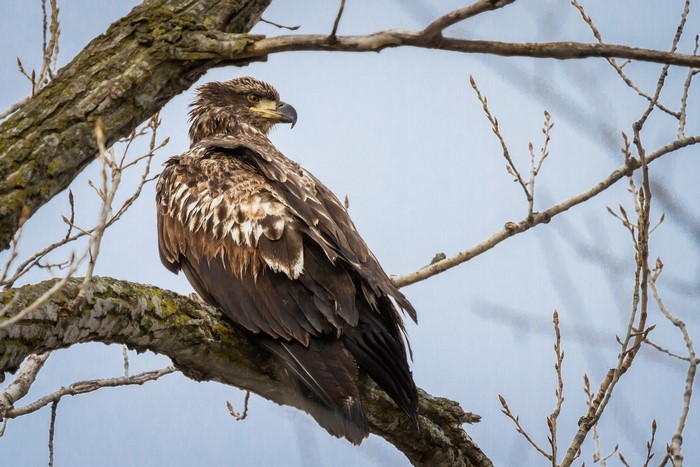 Juvenile Bald Eagle perched on a tree branch