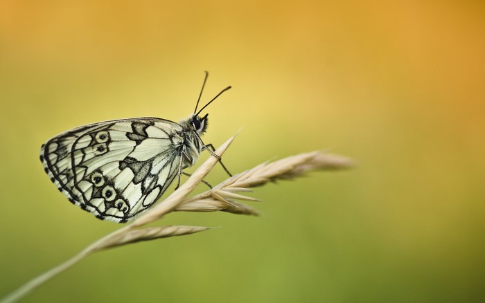 Marbled White butterfly on a blade of grass