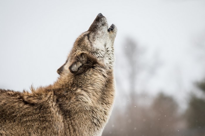 Wolf howling in the snow