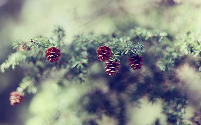 Pine cones on a spruce branch