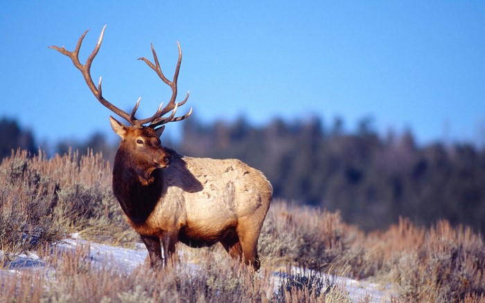 Elk with large antlers in a snowy landscape