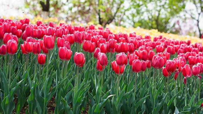 Field of Red Tulips in Bloom