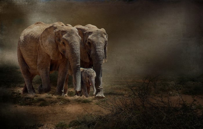 Three elephants, including a baby, walk together