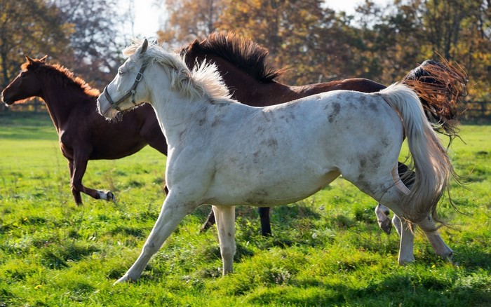 Three horses running in a grassy field