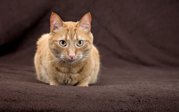 Ginger cat looking forward on a brown background