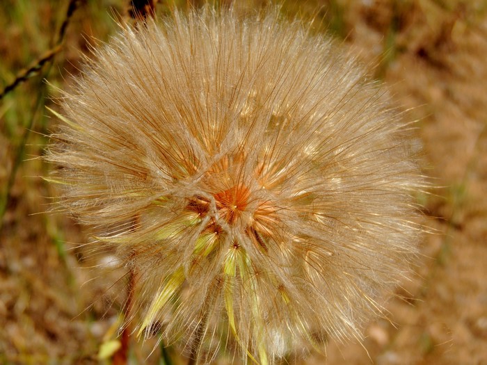 Close-up of a Dandelion seed head