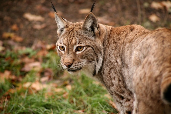 Lynx in a forest with fallen leaves