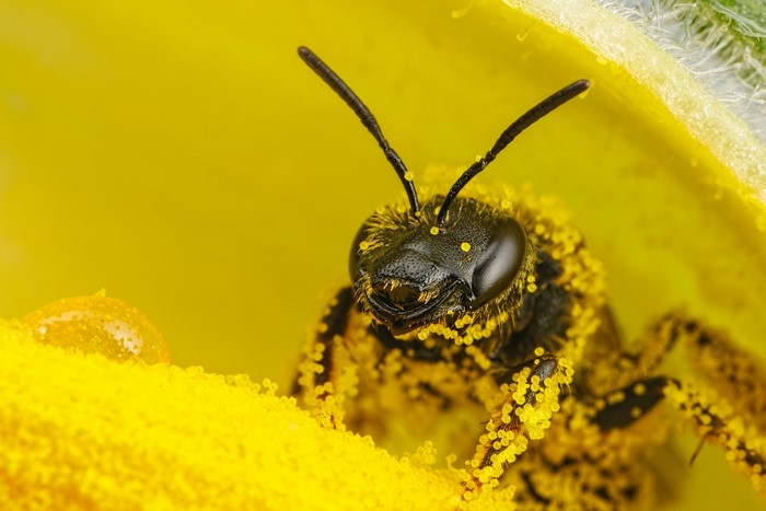 Bee covered in pollen on a yellow flower