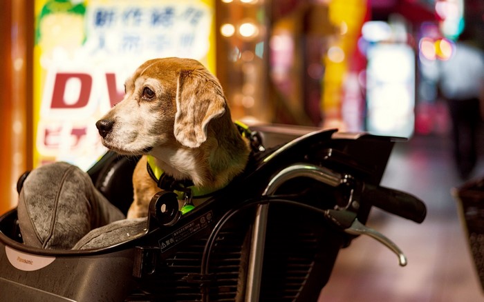 Dog in a basket on a motorcycle at night