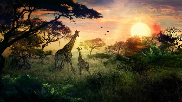 Two giraffes in an African savanna at sunset