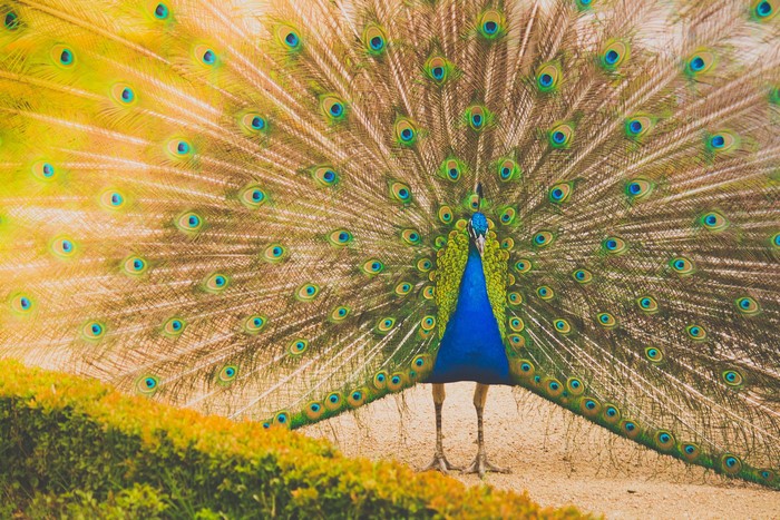 Peacock displaying its tail feathers