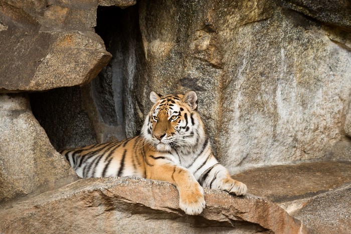 Tiger resting on rocks in a cave