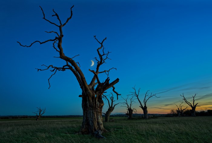 Dead trees under a crescent moon at dusk