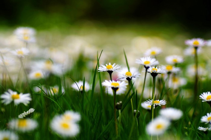 Field of daisies and green grass