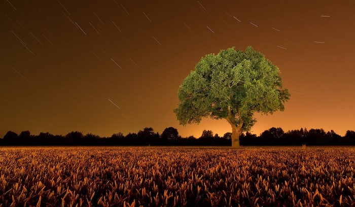 Tree in a field at night with star trails