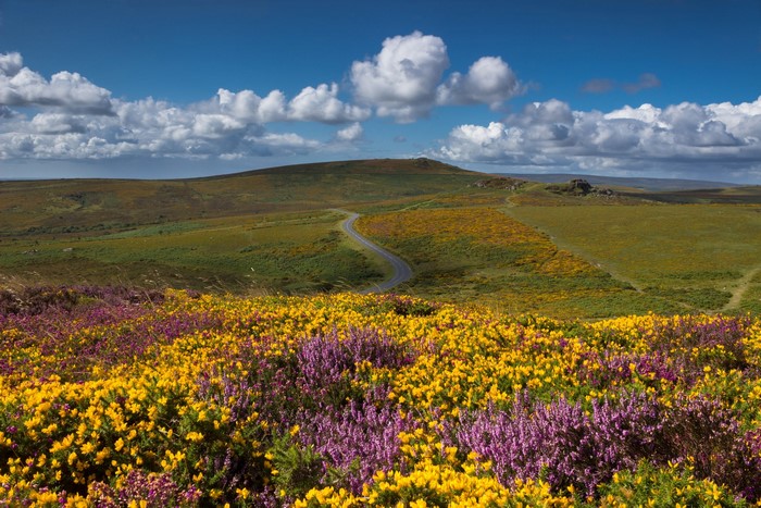Road through a moorland landscape with heather and gorse