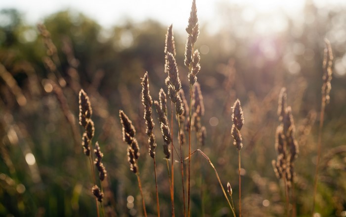 Tall grass stalks in the sun