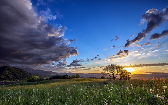 Grassy Field with Dandelions and Dramatic Sunset Sky