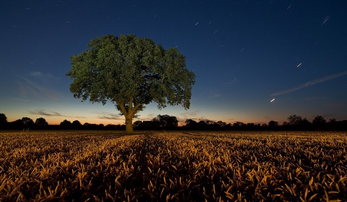Lone tree in a field at night with stars