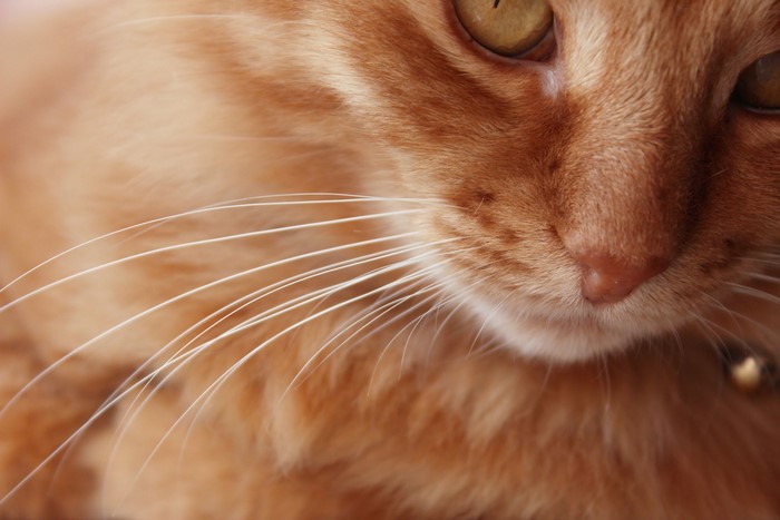 Close-up of an orange cat's face with whiskers
