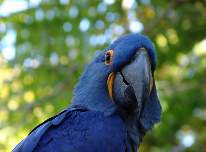 Close-up of a Hyacinth Macaw parrot