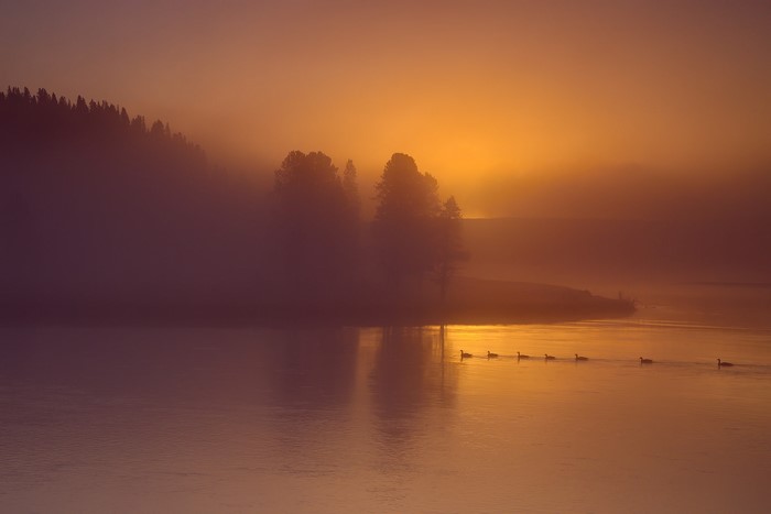 Geese swimming in a foggy river at sunrise
