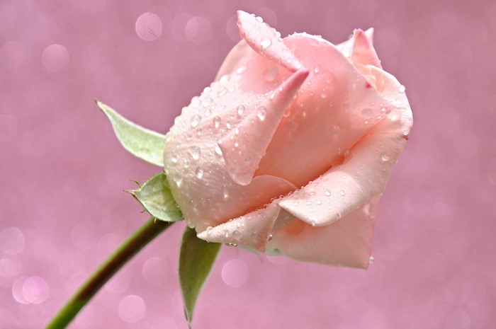 Pink rose with water drops on petals