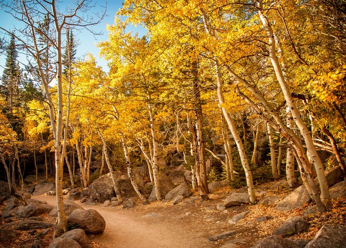 Autumn forest trail with aspen trees and rocks