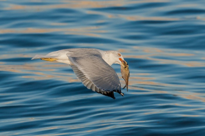 Seagull flying with a fish in its beak