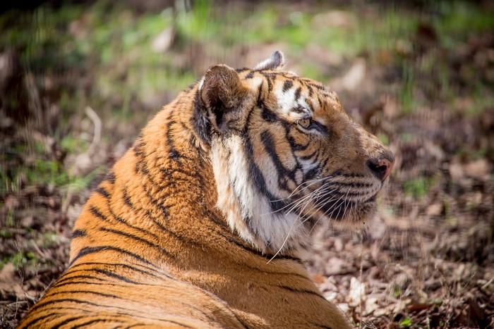 Tiger lying down in a forest